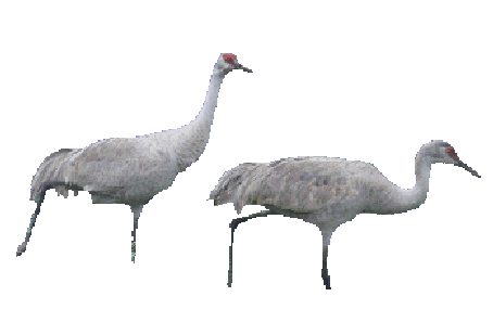 Sand Hill Crane